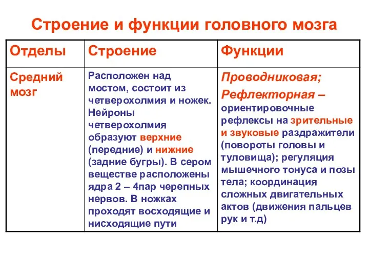 Строение и функции головного мозга