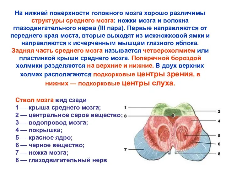 На нижней поверхности головного мозга хорошо различимы структуры среднего мозга: