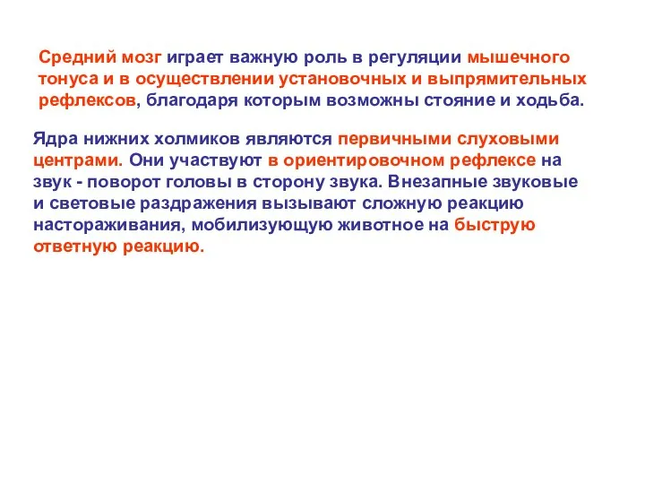 Ядра нижних холмиков являются первичными слуховыми центрами. Они участвуют в