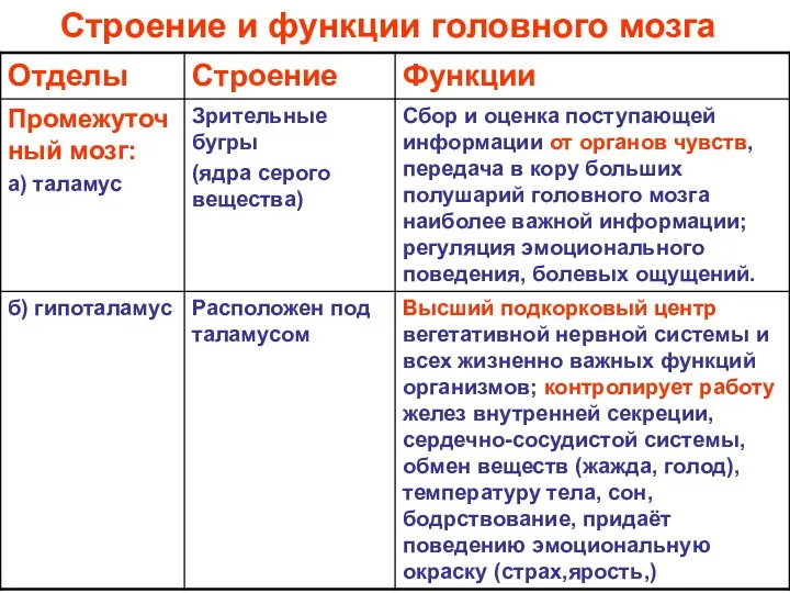 Строение и функции головного мозга