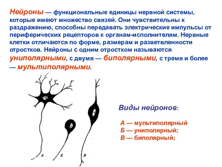 Нейроны — функциональные единицы нервной системы, которые имеют множество связей.