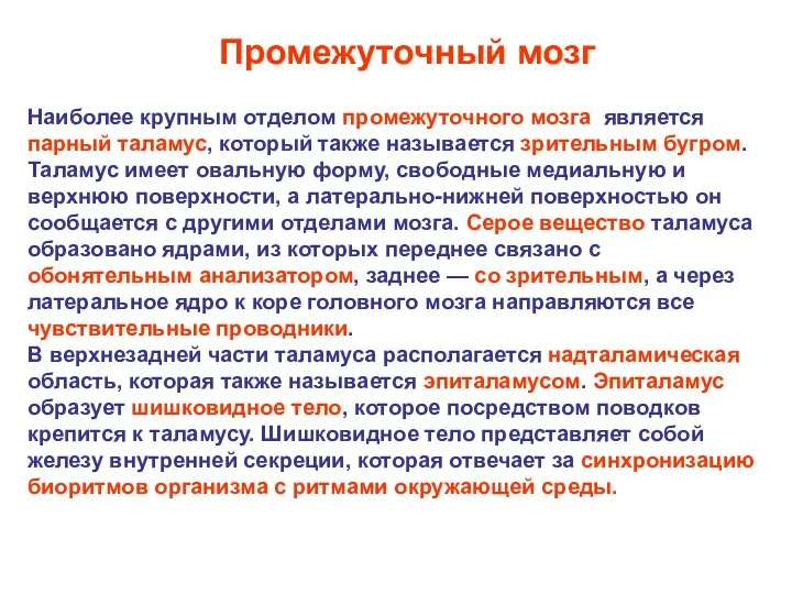 Наиболее крупным отделом промежуточного мозга является парный таламус, который также