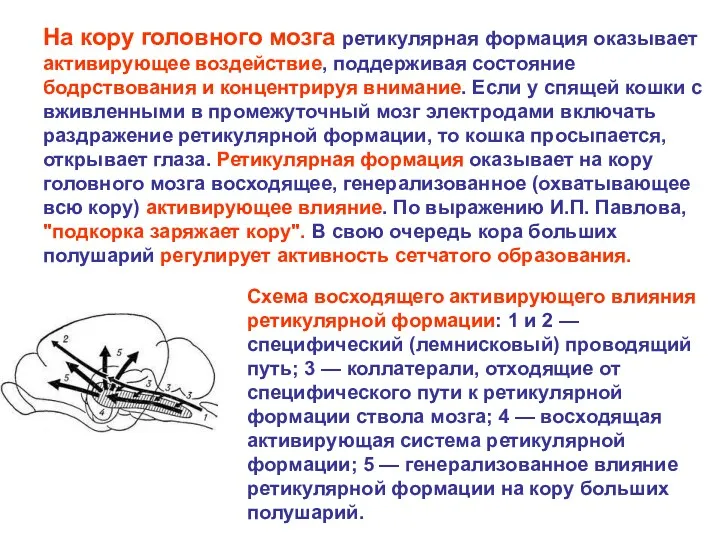 На кору головного мозга ретикулярная формация оказывает активирующее воздействие, поддерживая