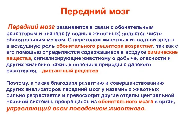 Передний мозг развивается в связи с обонятельным рецептором и вначале