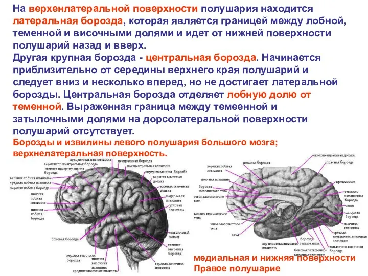 На верхенлатеральной поверхности полушария находится латеральная борозда, которая является границей