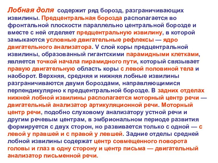 Лобная доля содержит ряд борозд, разграничивающих извилины. Предцентральная борозда располагается