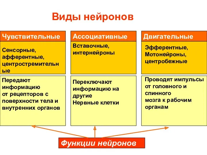 Виды нейронов Чувствительные Ассоциативные Двигательные Сенсорные, афферентные, центростремительные Вставочные, интернейроны