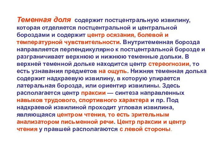 Теменная доля содержит постцентральную извилину, которая отделяется постцентральной и центральной