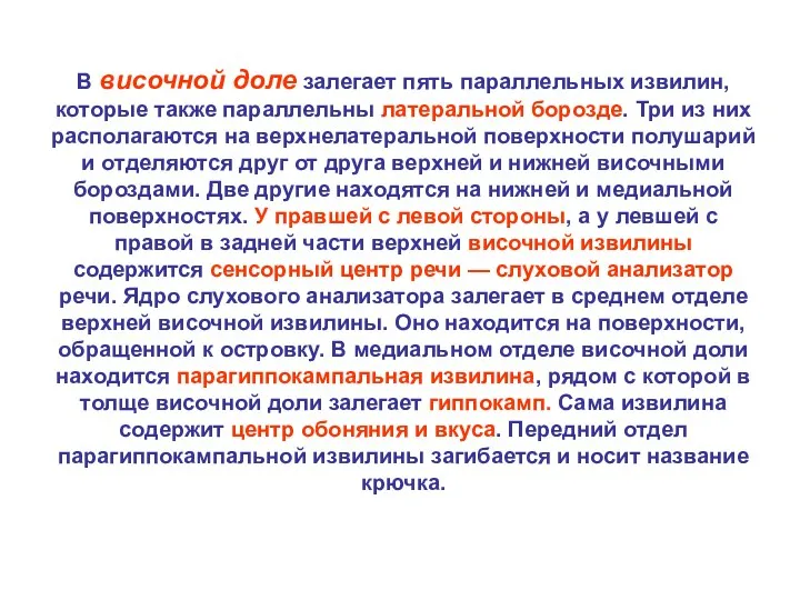 В височной доле залегает пять параллельных извилин, которые также параллельны