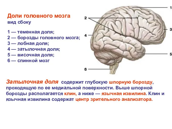 Доли головного мозга вид сбоку 1 — теменная доля; 2