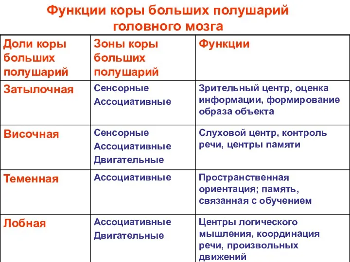 Функции коры больших полушарий головного мозга