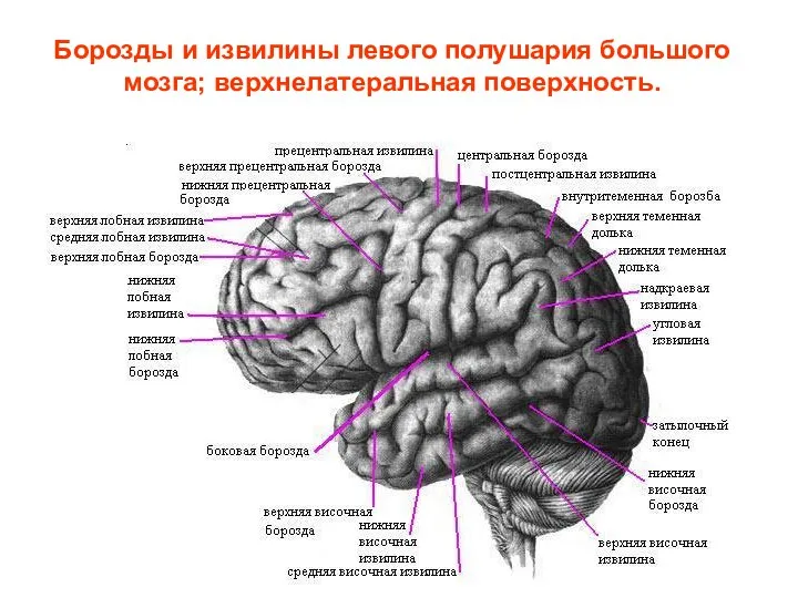 Борозды и извилины левого полушария большого мозга; верхнелатеральная поверхность.