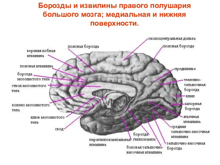 Борозды и извилины правого полушария большого мозга; медиальная и нижняя поверхности.