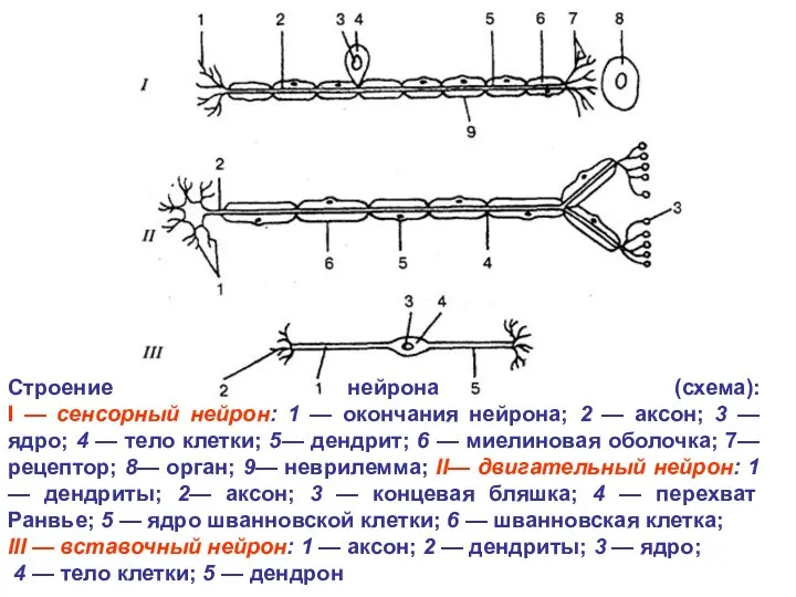 Строение нейрона (схема): I — сенсорный нейрон: 1 — окончания