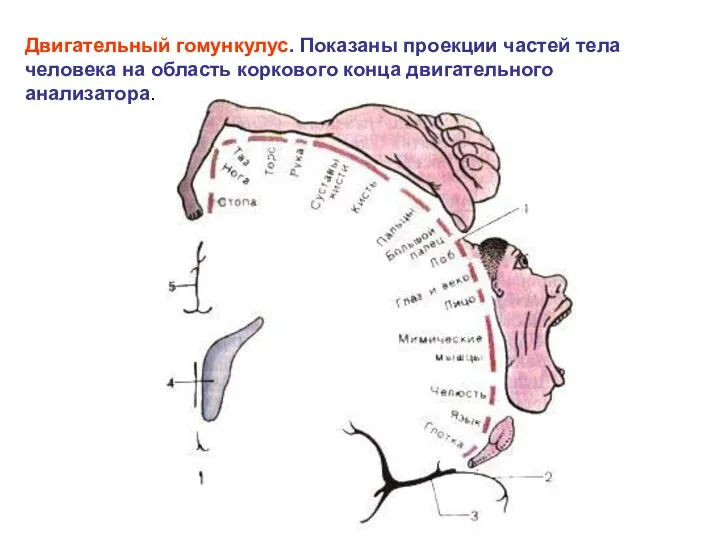 Двигательный гомункулус. Показаны проекции частей тела человека на область коркового конца двигательного анализатора.