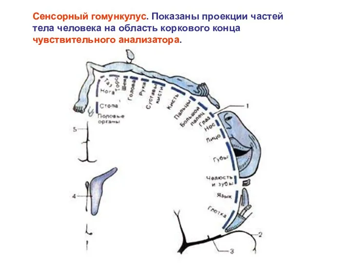 Сенсорный гомункулус. Показаны проекции частей тела человека на область коркового конца чувствительного анализатора.