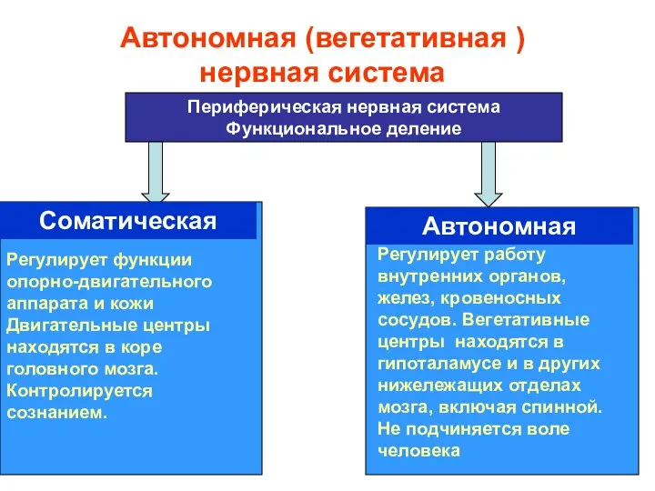 Автономная (вегетативная ) нервная система Периферическая нервная система Функциональное деление