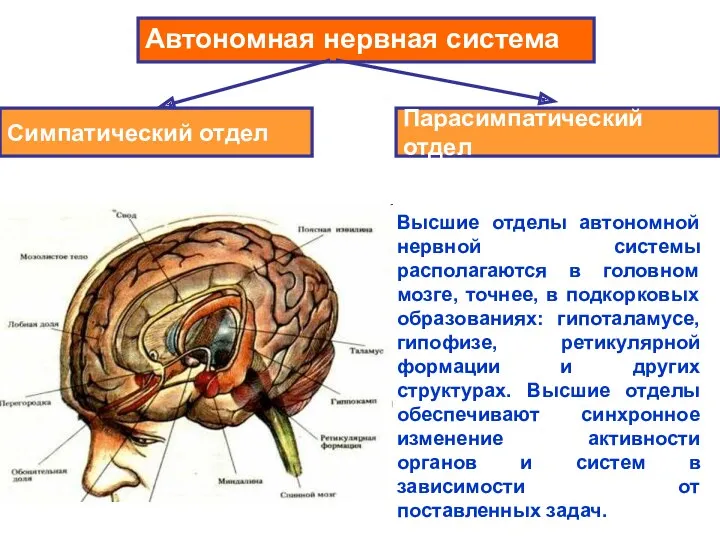 Автономная нервная система Симпатический отдел Парасимпатический отдел Высшие отделы автономной