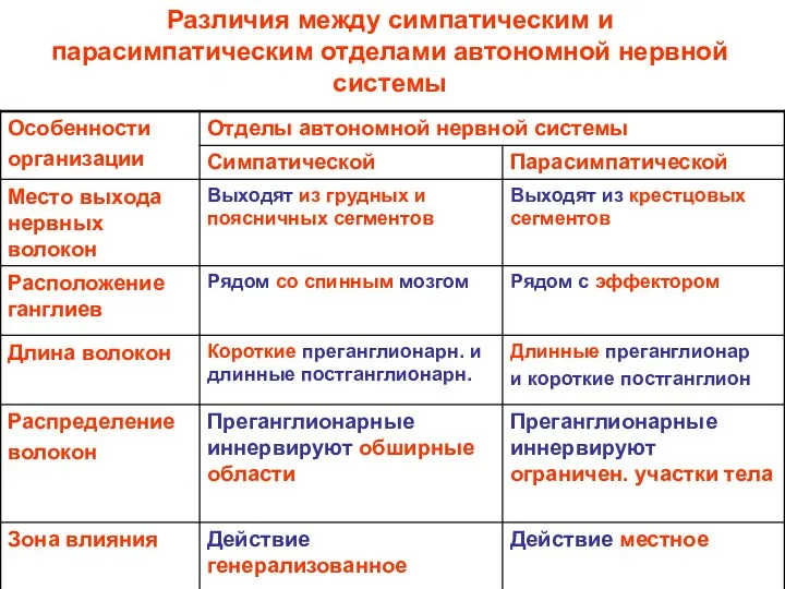 Различия между симпатическим и парасимпатическим отделами автономной нервной системы