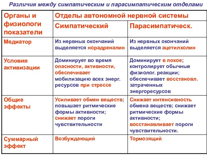 Различия между симпатическим и парасимпатическим отделами