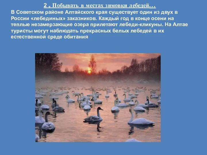 2 . Побывать в местах зимовки лебедей… В Советском районе