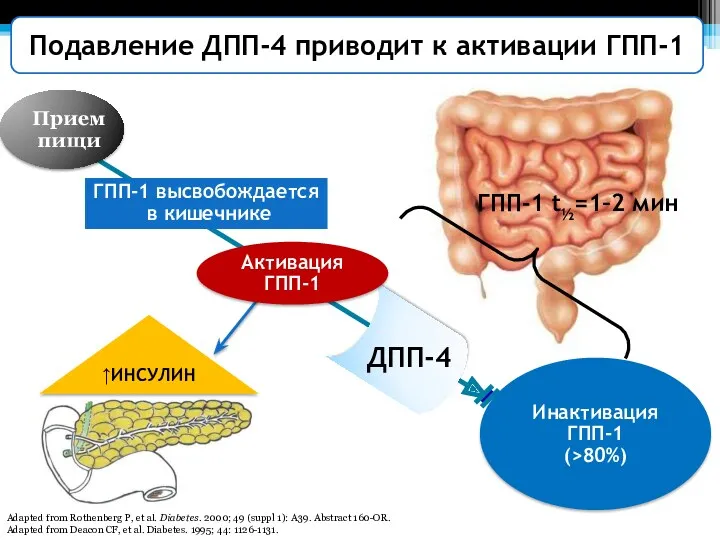 Прием пищи ГПП-1 высвобождается в кишечнике Ингибитор ДПП-4 Adapted from