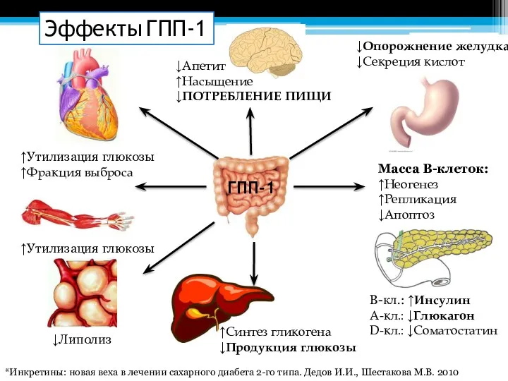 Эффекты ГПП-1 ГПП-1 ↑Утилизация глюкозы ↑Фракция выброса ↑Утилизация глюкозы ↓Липолиз