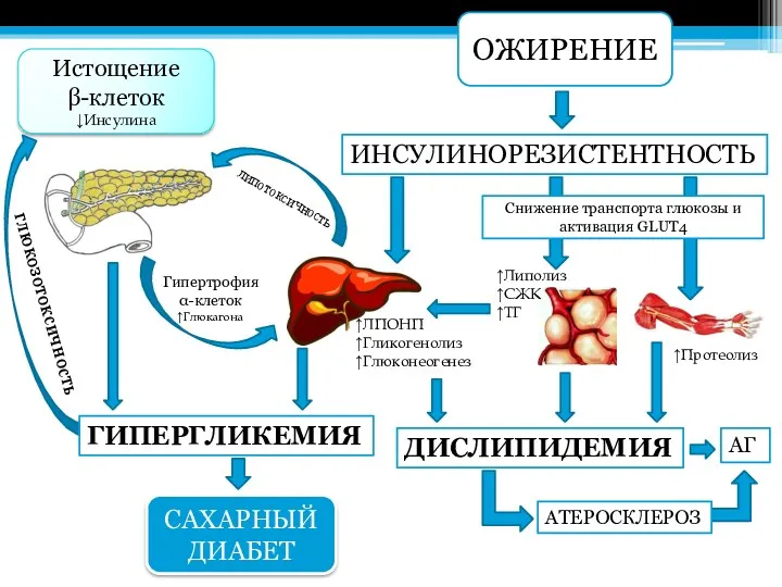 ОЖИРЕНИЕ САХАРНЫЙ ДИАБЕТ Истощение β-клеток ↓Инсулина ИНСУЛИНОРЕЗИСТЕНТНОСТЬ ДИСЛИПИДЕМИЯ ↑Липолиз ↑СЖК