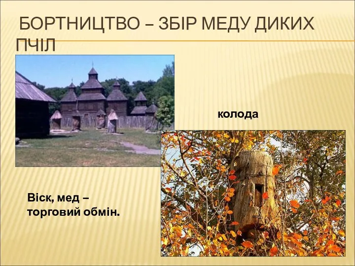 БОРТНИЦТВО – ЗБІР МЕДУ ДИКИХ ПЧІЛ колода Віск, мед – торговий обмін.