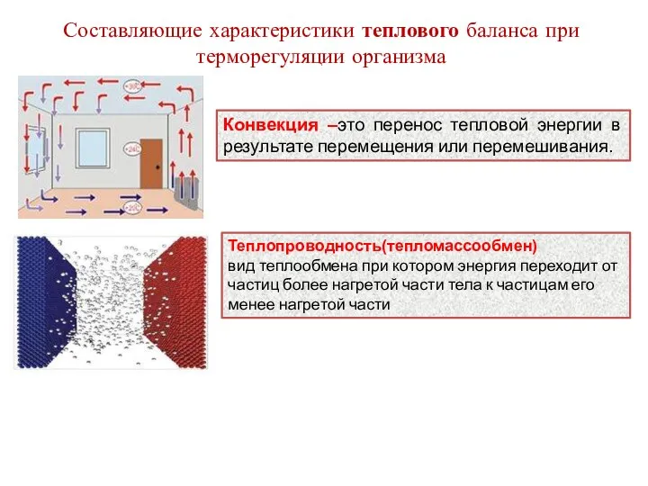 Составляющие характеристики теплового баланса при терморегуляции организма Конвекция –это перенос