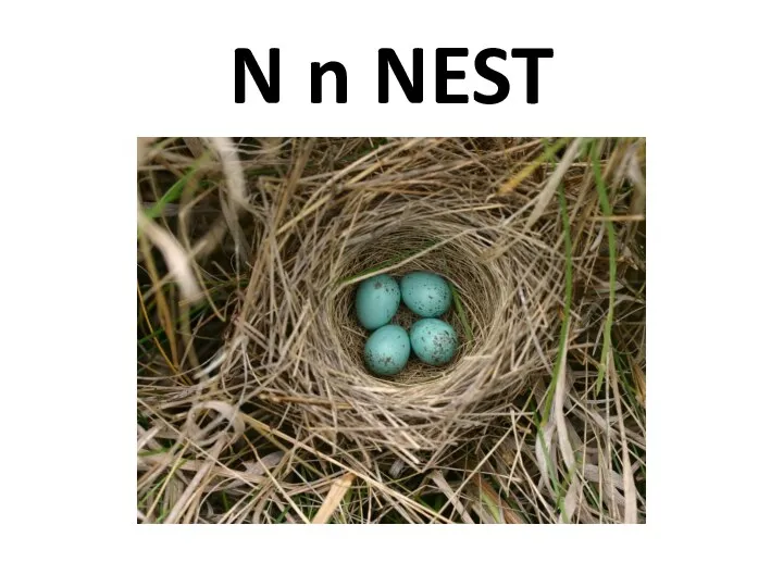 N n NEST