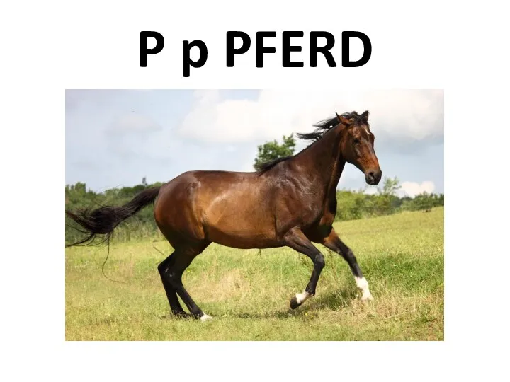 P p PFERD