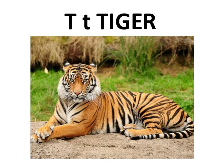 T t TIGER