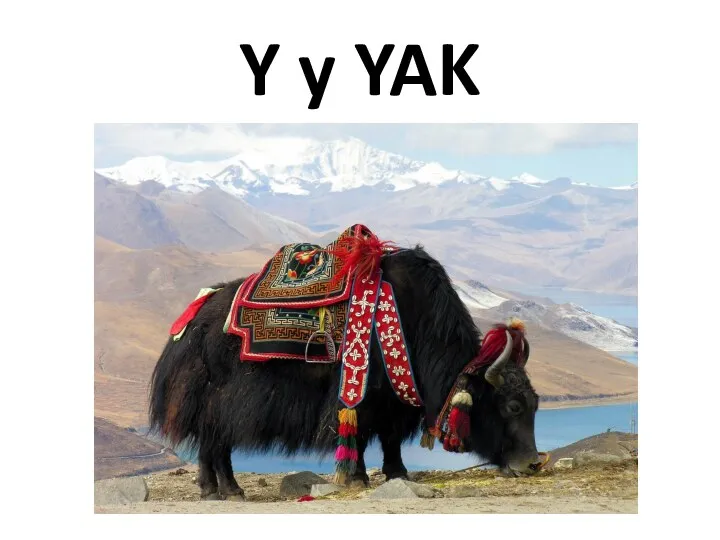 Y y YAK