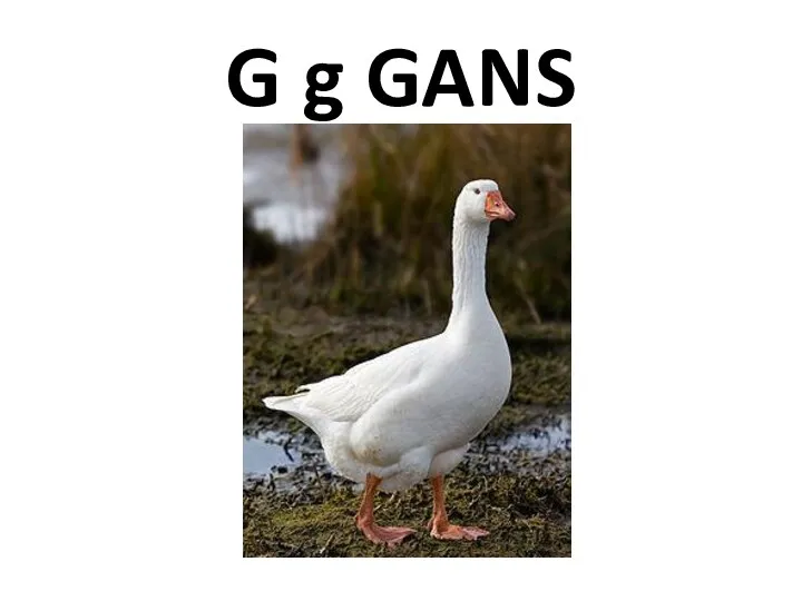 G g GANS