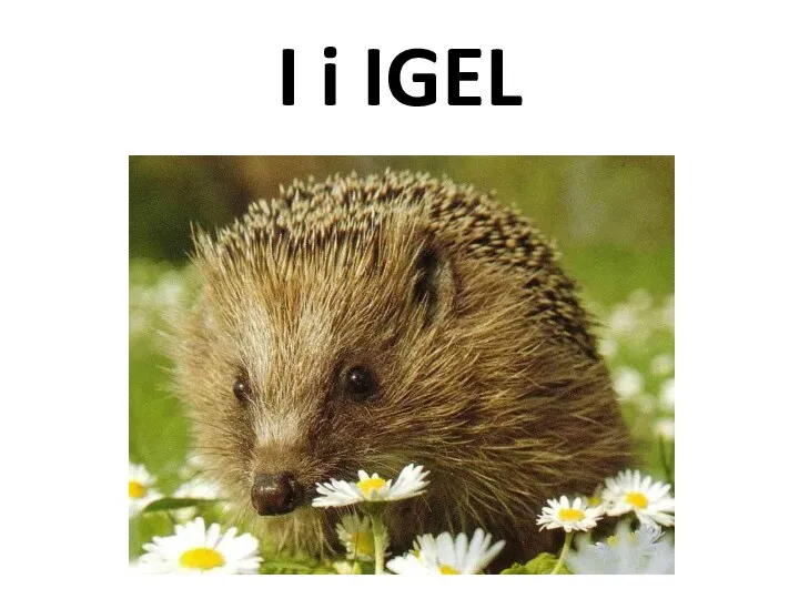 I i IGEL