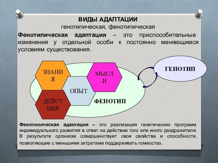 ГЕНОТИП ФЕНОТИП ВИДЫ АДАПТАЦИИ генотипическая, фенотипическая Фенотипическая адаптация – это