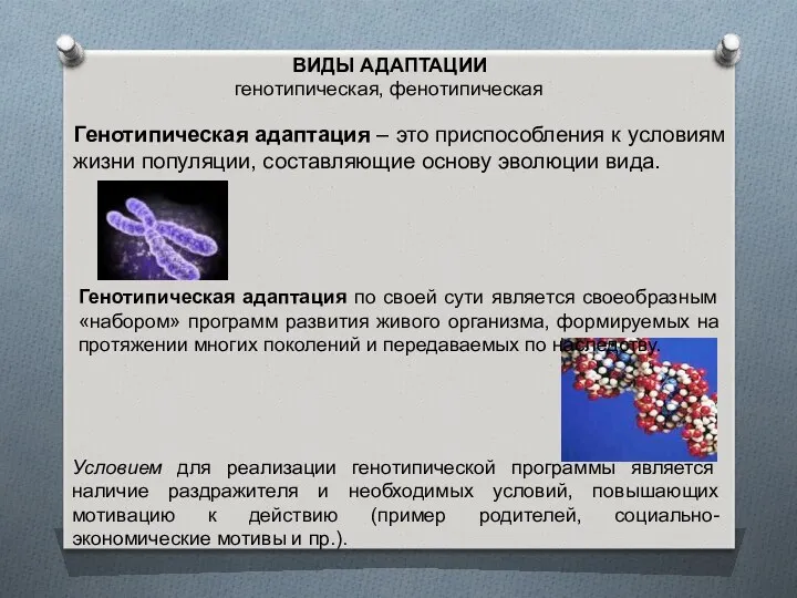 ВИДЫ АДАПТАЦИИ генотипическая, фенотипическая Генотипическая адаптация – это приспособления к