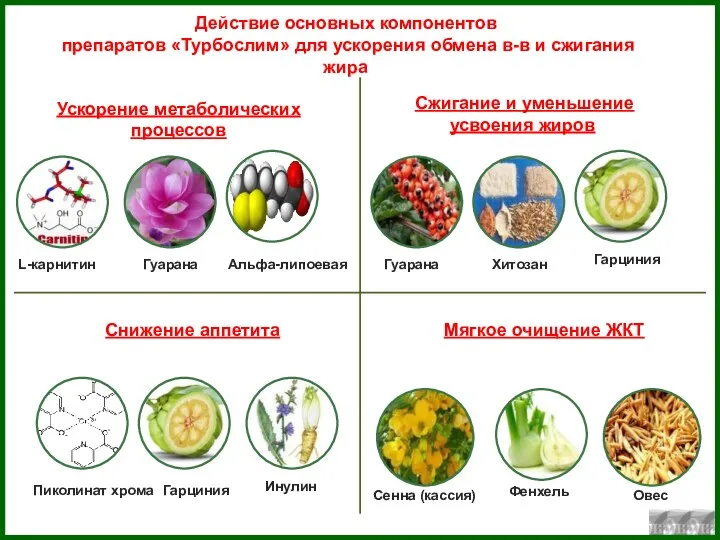 Действие основных компонентов препаратов «Турбослим» для ускорения обмена в-в и сжигания жира Сенна