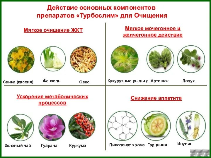 Действие основных компонентов препаратов «Турбослим» для Очищения Сенна (кассия) Овес