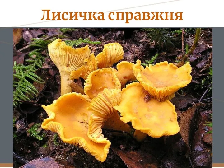 Лисичка справжня