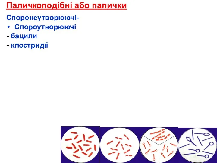 Паличкоподібні або палички Споронеутворюючі- Cпороутворюючі - бацили - клостридії