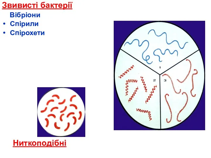 Звивисті бактерії Вібріони Спірили Спірохети Ниткоподібні