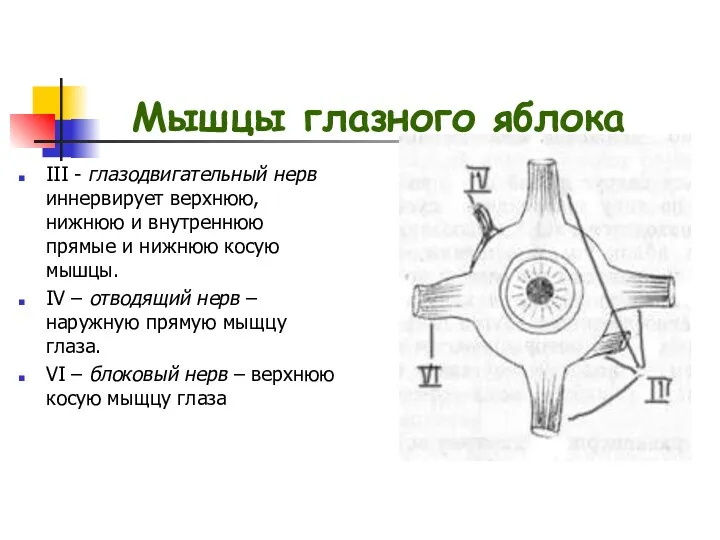 Мышцы глазного яблока III - глазодвигательный нерв иннервирует верхнюю, нижнюю