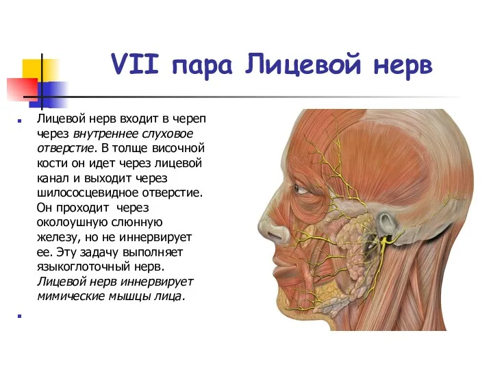 VII пара Лицевой нерв Лицевой нерв входит в череп через