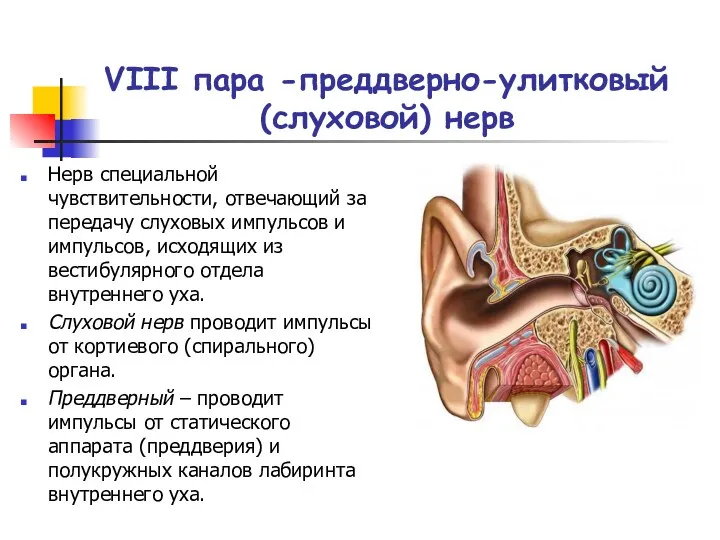 VIII пара -преддверно-улитковый (слуховой) нерв Нерв специальной чувствительности, отвечающий за