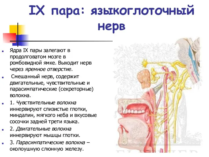 IX пара: языкоглоточный нерв Ядра IX пары залегают в продолговатом