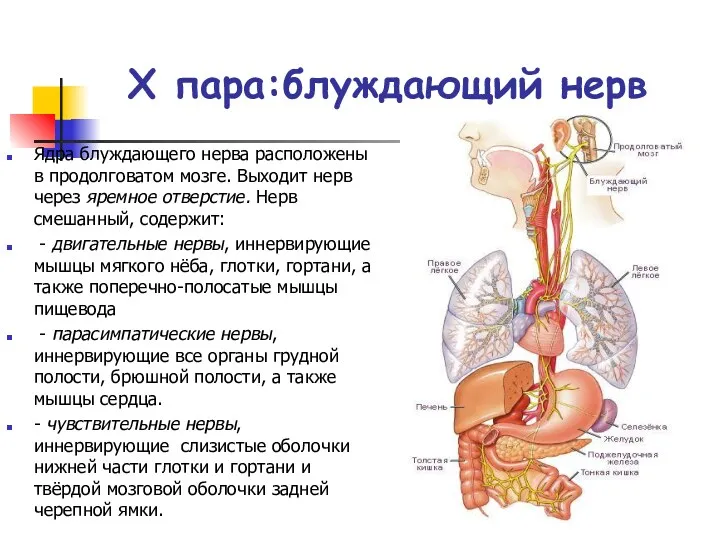 X пара:блуждающий нерв Ядра блуждающего нерва расположены в продолговатом мозге.