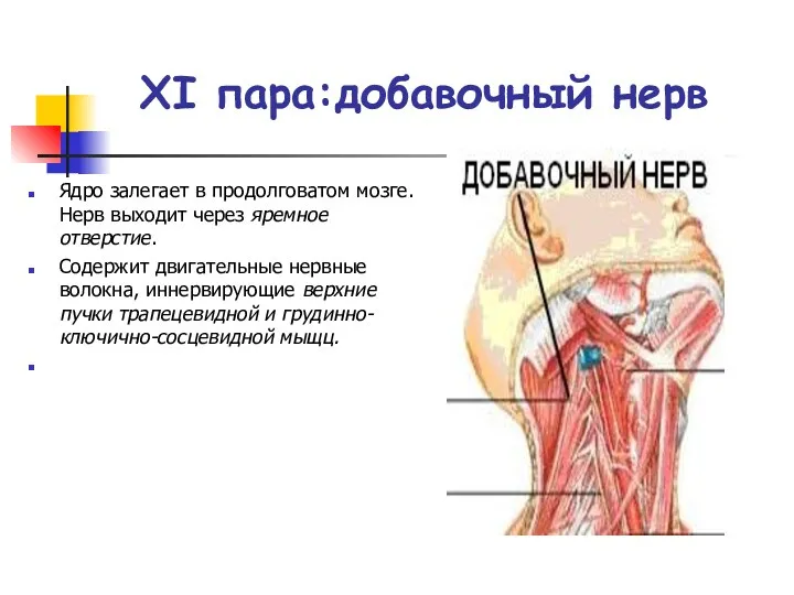 XI пара:добавочный нерв Ядро залегает в продолговатом мозге. Нерв выходит