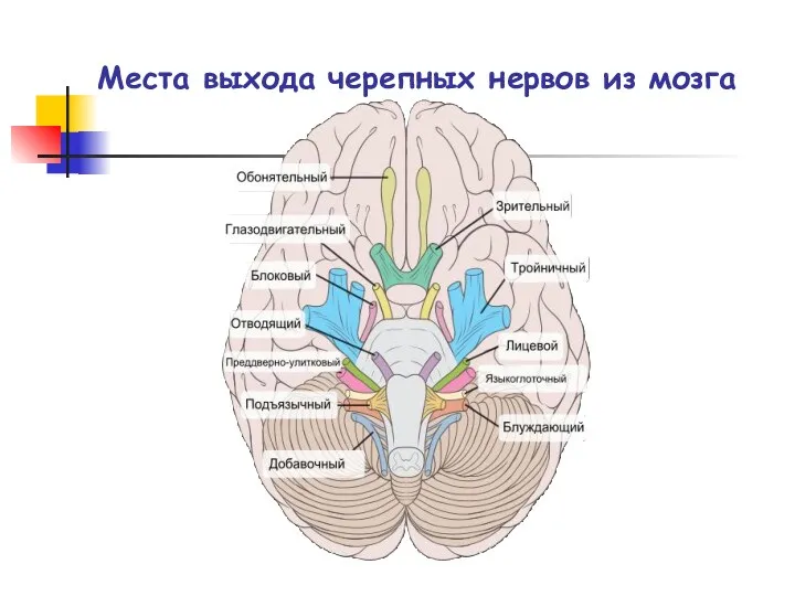 Места выхода черепных нервов из мозга